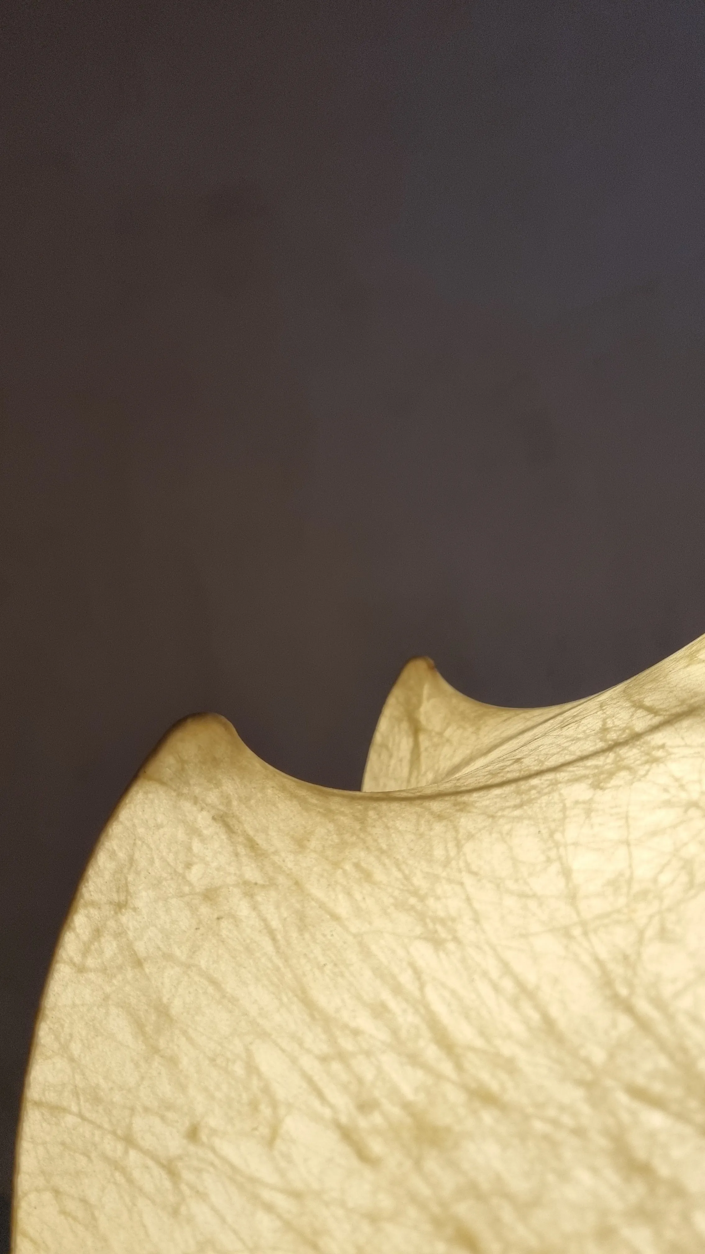 Viscontea Pendant Lamp